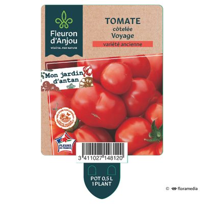 Tomate Côtelée Voyage