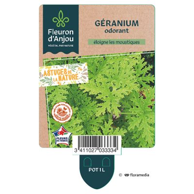 Geranium Odorant Anti Moustique