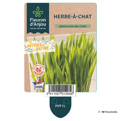 Herbe a Chat
