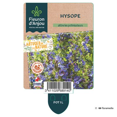 Hysope