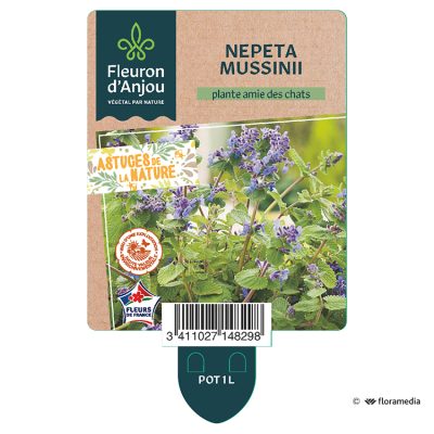 Nepeta Mussinii