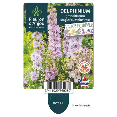 Delphinium Grandiflorum