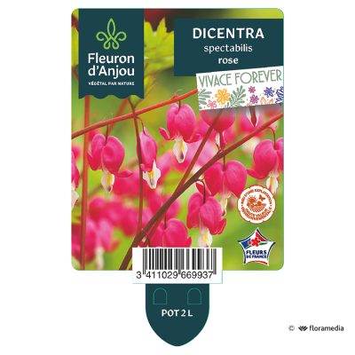 Dicentra Spectabilis