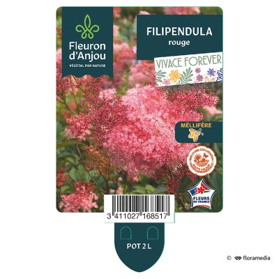 Filipendula