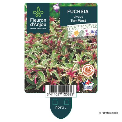 Fuchsia Vivace