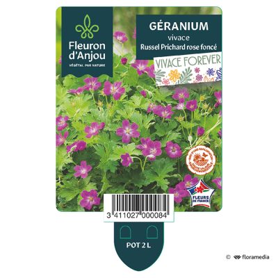 Géranium Vivace Russel Prichard Rose Fonce