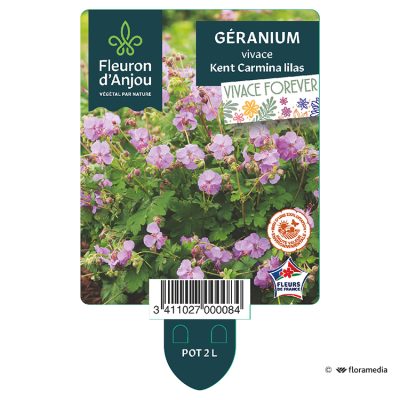 Géranium Vivace Kent Carmina Lilas