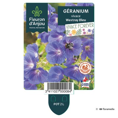 Géranium Vivace Westray Bleu