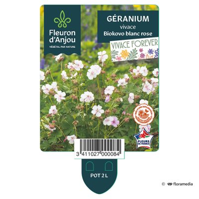 Géranium Vivace Biokovo Blanc Rose