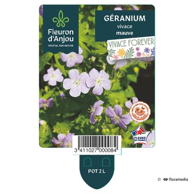 Geranium Vivace