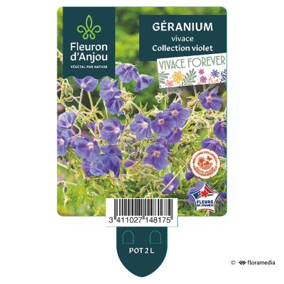 Géranium Vivace Collection