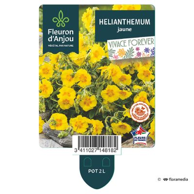 Helianthemum