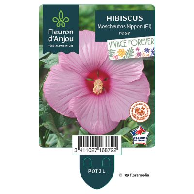 Hibiscus Moscheutos Nippon (F1)
