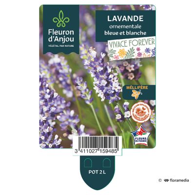 Lavande Ornementale Bicolore
