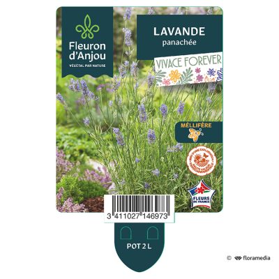 Lavande Panachée