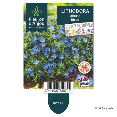 Lithodora Diffusa