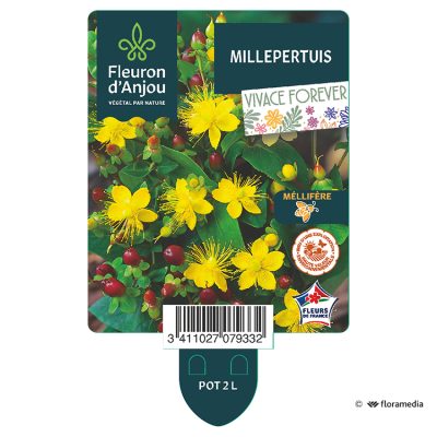 Millepertuis