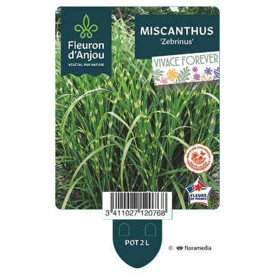 Miscanthus 'Zebrinus'