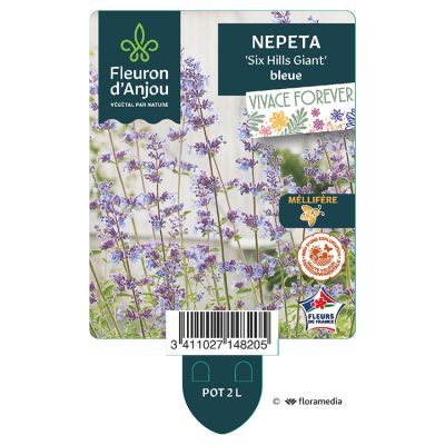 Nepeta 'Six Hills Giant'