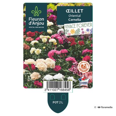 Oeillet Oriental