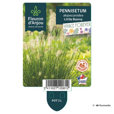 Pennisetum Alopecuroides Little Bunny