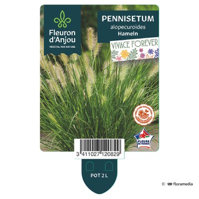 Pennisetum Alopecuroides Hameln