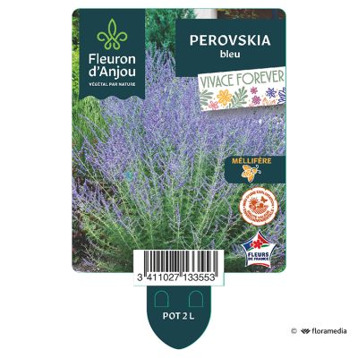 Perovskia