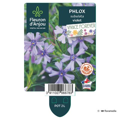 Phlox Subulata