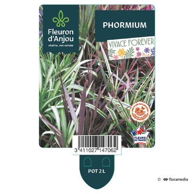 Phormium