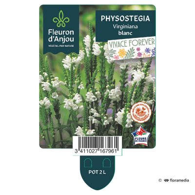 Physostegia Virginiana