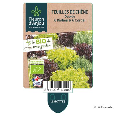 duo de Feuilles de Chêne 6 Kisheri & 6 Cordai