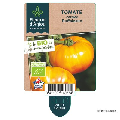 Tomate Buffalosun