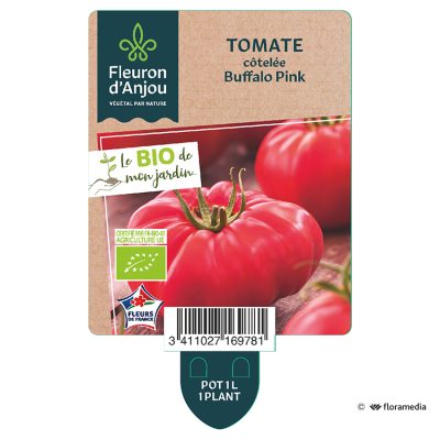 Tomate Buffalo Pink