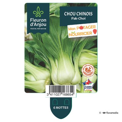 Chou Chinois Pak-Choi