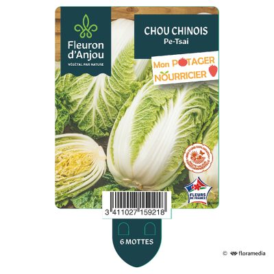 Chou Chinois Pe Tsaï Yuki