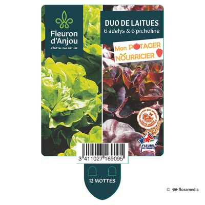 duo de Laitues 6 Adelys & 6 Picholine