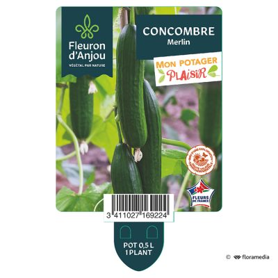 Concombre Merlin