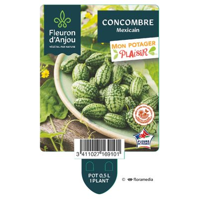 Concombre Mexicain