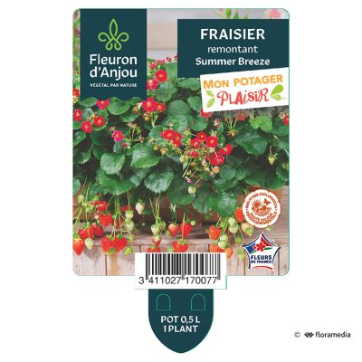 Fraisier remontant Summer Breeze
