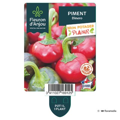 Piment Dinero