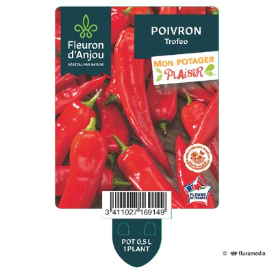 Poivron Trofeo