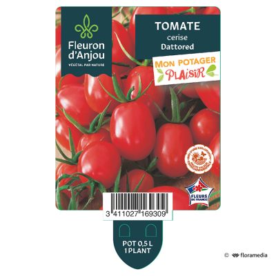 Tomate Cerise Dattored