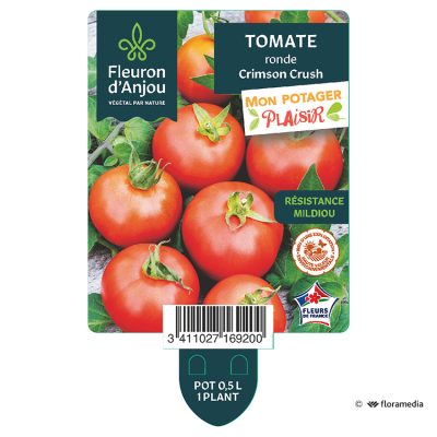 Tomate Crimson Crush