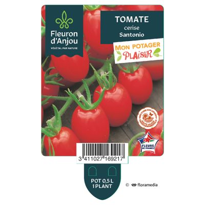 Tomate Cerise Santonio