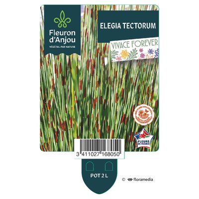 Elegia Tectorum