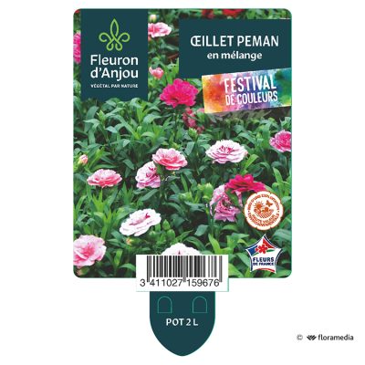 Festival Oeillet Peman