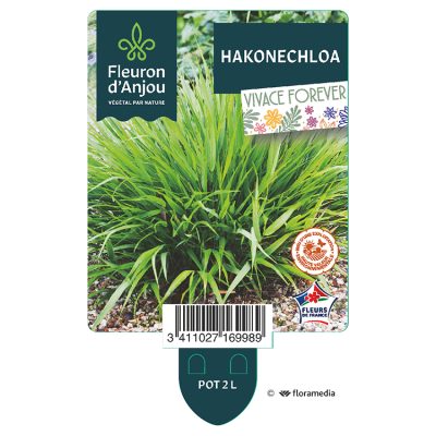 Hakonechloa
