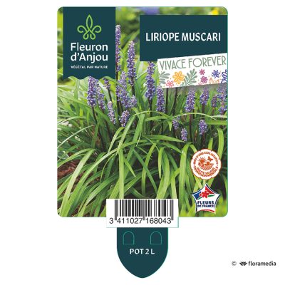 Liriope Muscari