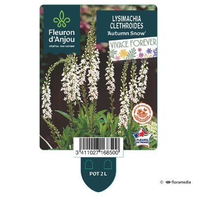 Lysimachia X Clethroides 'Autumn Snow'