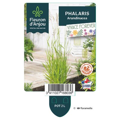 Phalaris Arundinacea